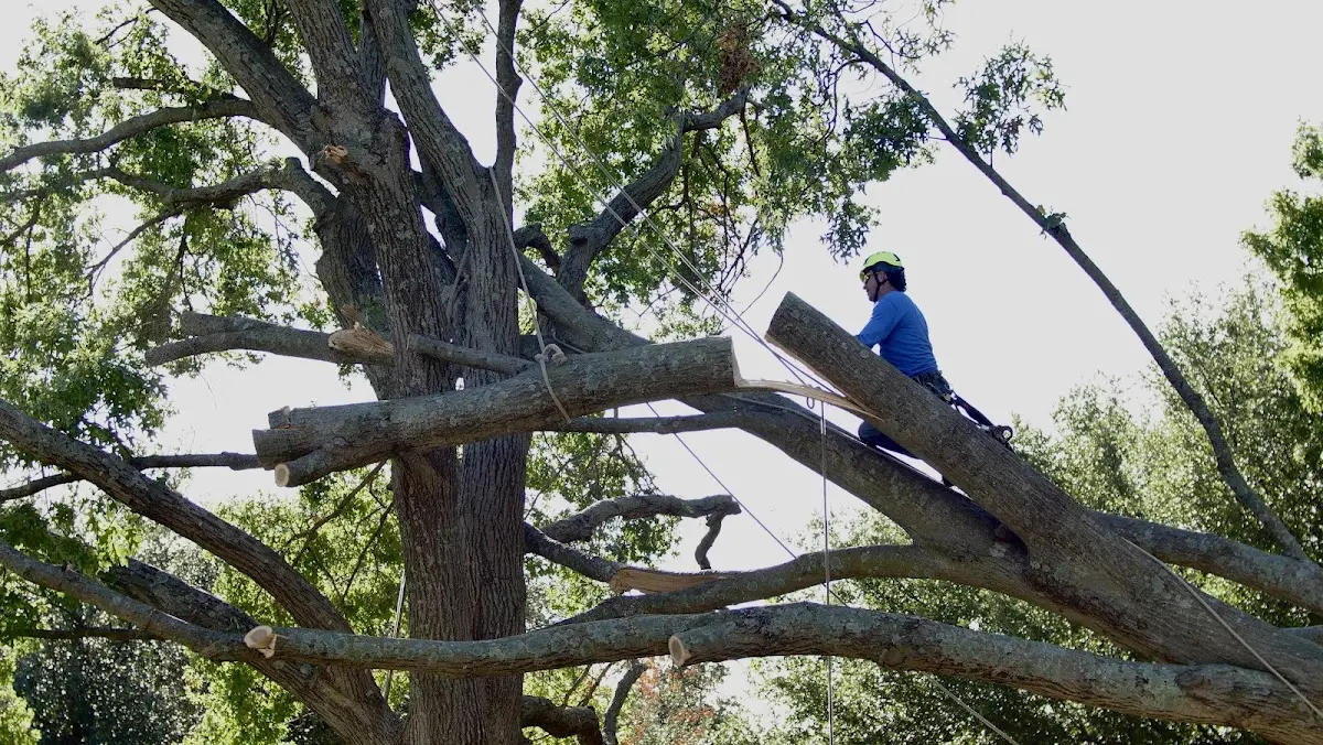 Professional Hazardous Tree Removal performed by certified arborists in Rye