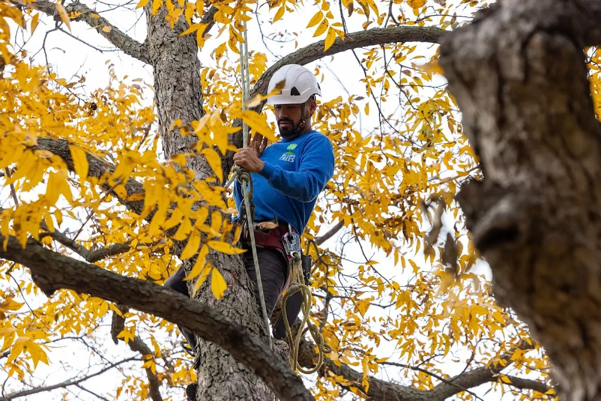 Skilled Tree Pruning crew working in Rye